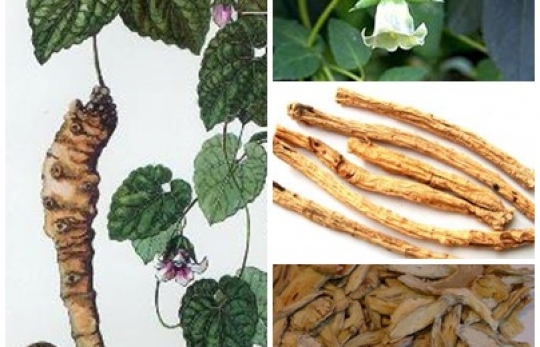 Những điều cần biết về cây thảo dược Đẳng Sâm 