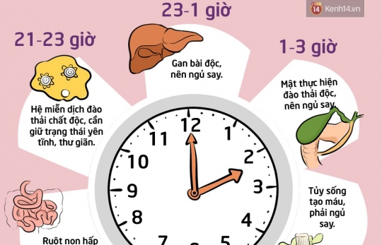 NGỦ ĐÚNG GIỜ ĐỂ PHỤC HỒI CÁC NỘI TẠNG TRONG CƠ THỂ