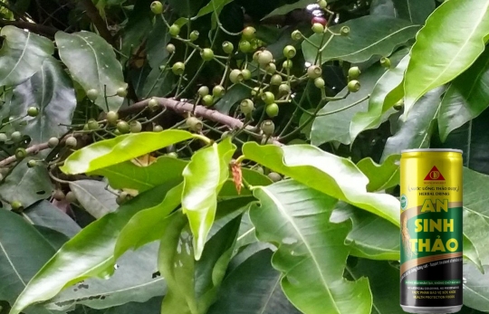 VỐI - CÂY THUỐC TUYỆT VỜI